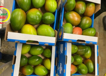 Exportación del Primer Contenedor de Mango Keitt a Holanda por el Puerto de Santa Marta.