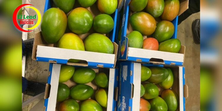 Exportación del Primer Contenedor de Mango Keitt a Holanda por el Puerto de Santa Marta.