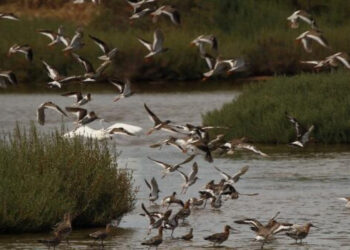Rescatar ríos y humedales: Reto Ambiental para 2030