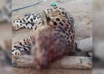 Gobernador Caicedo Ofrece $5 millones por Información Sobre Responsables del Asesinato del Jaguar en Ciénaga.