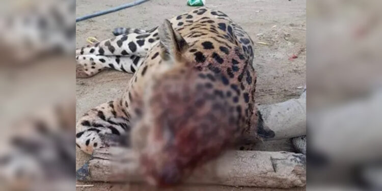 Gobernador Caicedo Ofrece $5 millones por Información Sobre Responsables del Asesinato del Jaguar en Ciénaga.