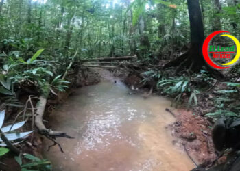 Sigue la Odisea por los Niños Perdidos en Selvas del Guaviare: Estaciones Radiales del Ejército se Suman a la Búsqueda.