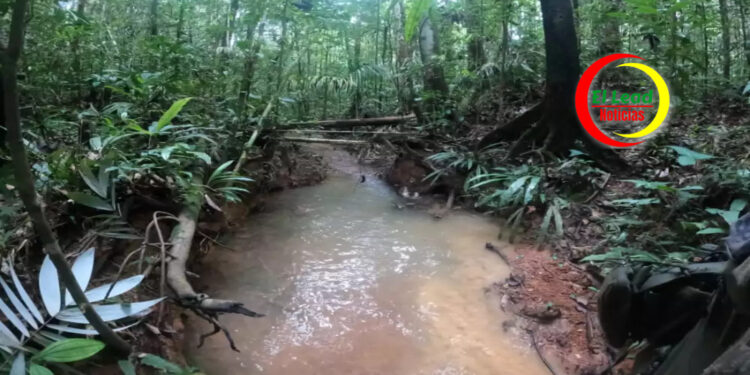 Sigue la Odisea por los Niños Perdidos en Selvas del Guaviare: Estaciones Radiales del Ejército se Suman a la Búsqueda.