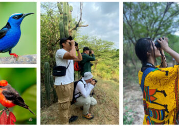La Guajira: Un Hermoso Territorio para el Avistamiento de Aves en el Caribe