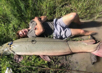 “Pez cocodrilo” Sorprende con su Gran Tamaño de Casi Tres Metros