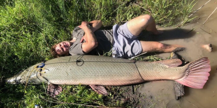 “Pez cocodrilo” Sorprende con su Gran Tamaño de Casi Tres Metros