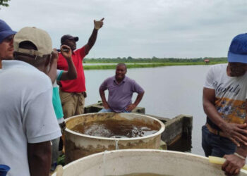 La Primera Siembra de Camarón Colombiano en Tumaco, Nariño.