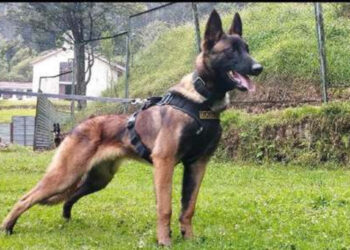 Ahora la Misión es Encontrar a Wilson: Militar (r) Lenin Ospina