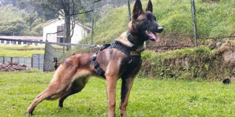 Ahora la Misión es Encontrar a Wilson: Militar (r) Lenin Ospina