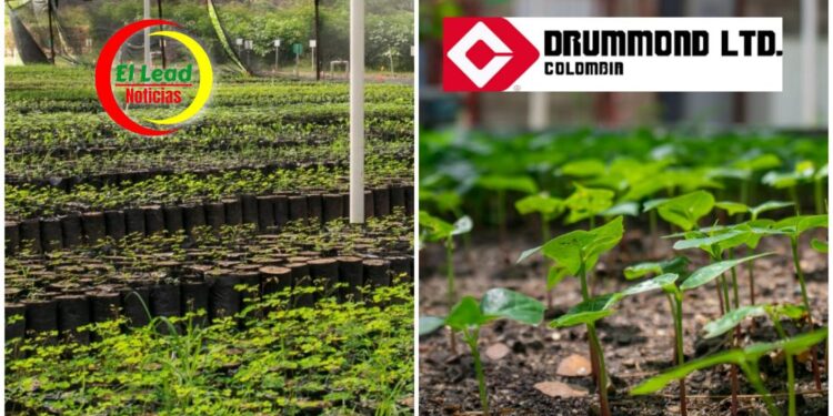 Con la producción y siembra de árboles, Drummond Ltd. Aporta a la Conservación del Bosque Seco Tropical en el Cesar