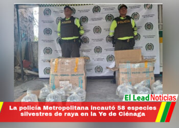 La policía Metropolitana incautó 58 especies silvestres de raya en la Ye de Ciénaga