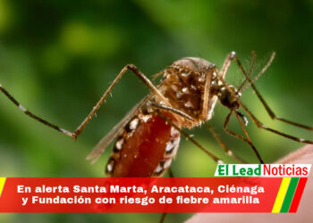 En alerta Santa Marta, Aracataca, Ciénaga y Fundación con riesgo de fiebre amarilla