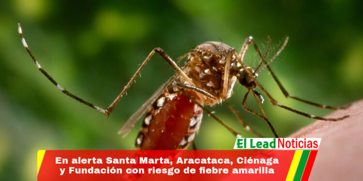 En alerta Santa Marta, Aracataca, Ciénaga y Fundación con riesgo de fiebre amarilla